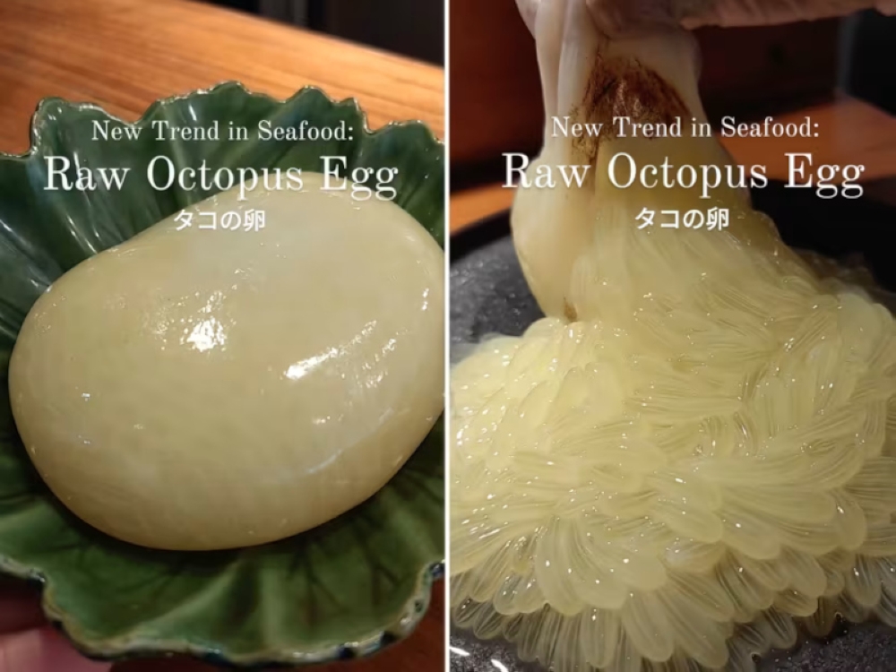An Instagram video promoting raw octopus eggs available at a sushi bar in Singapore has elicited reactions of shock and disgust among some online users. — TODAY pic 
