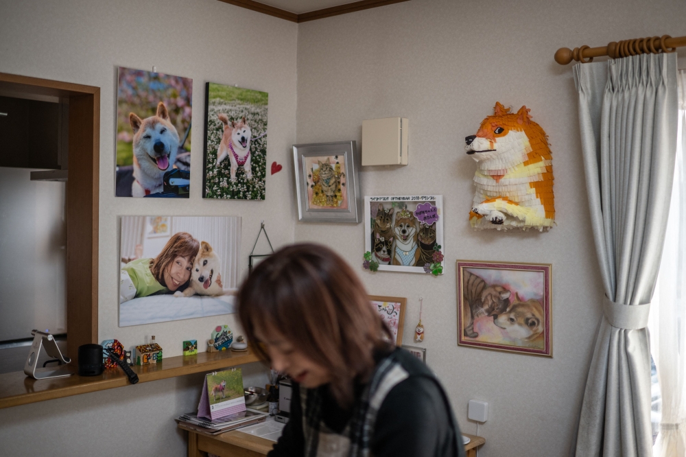 This picture taken on March 19, 2024 shows pictures and products of Japanese shiba inu dog Kabosu, best known as the logo of cryptocurrency Dogecoin, on display at the home of her owner Atsuko Sato in the city of Sakura, Chiba prefecture, east of Tokyo. — AFP pic