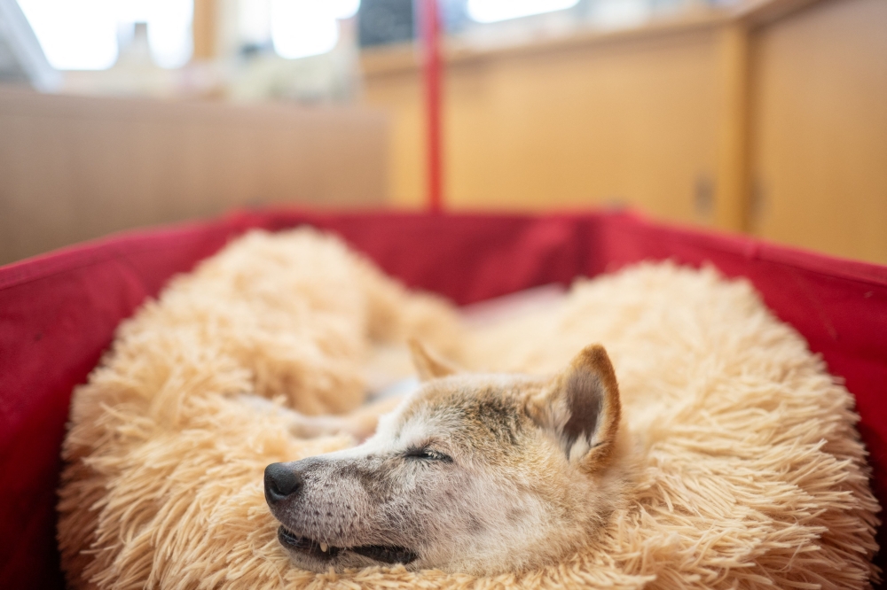 This picture taken on March 19, 2024 shows Japanese shiba inu dog Kabosu, best known as the logo of cryptocurrency Dogecoin, taking a rest at the office of her owner Atsuko Sato after playing with children at a kindergarten in Narita, Chiba prefecture, east of Tokyo. Her fluffy face now frail, Kabosu still flashes the enigmatic smile that made her the go-to meme dog for millennials and inspired a US$23 billion cryptocurrency beloved by Elon Musk. — AFP pic