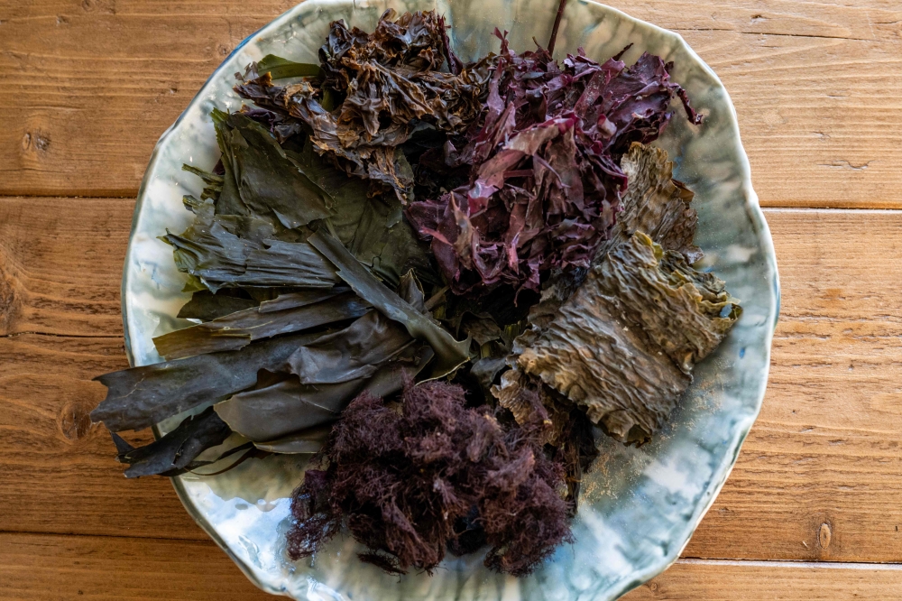 This photograph taken on March 4, 2024, shows a mix of seaweeds after being dehydrated before delivery, in Napp,  near Flakstad, in Lofoten Islands. — AFP pic