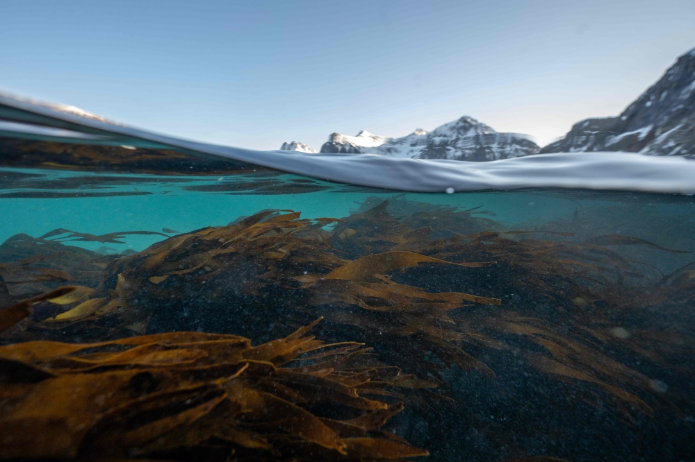 This photograph taken on March 4, 2024, shows Fingertare seaweeds at high tide in a fjord surrounded by Atlantic ocean and snowy fjords in Vareid, near Flakstad, in Lofoten Islands. — AFP pic