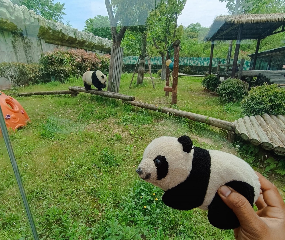 Malaysian panda caretaker Akmal Hadi Samsuddin brought along Nuan Nuan’s favourite panda toy during his visit. — Picture via Facebook/Akmal Hadi Samsuddin
