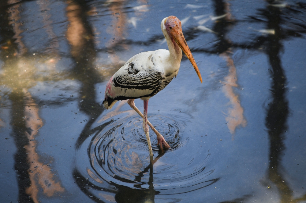 A multi-colored Stork rests in a makeshift pond at the Manila Zoo on April 30, 2024, amidst a heat wave. — AFP pic