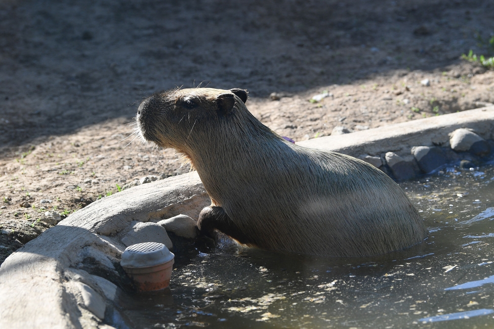 A capybara swims in a makeshift pool at an enclosure at the Manila Zoo on April 30, 2024, amidst a heat wave. — AFP pic