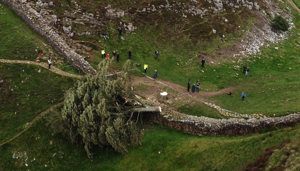 An aerial view shows the felled Sycamore Gap tree, along Hadrian’s Wall, near Hexham, northern England on September 28, 2023. — AFP pic