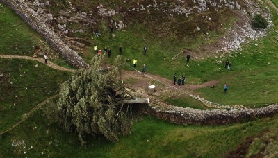Two charged in UK over 'Robin Hood tree' cut down - Vimarsana News