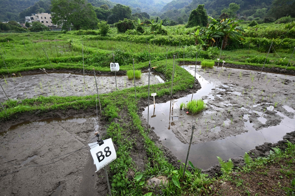 Hong Kong’s 7.5 million people consume about 330,000 tonnes of rice annually, but in 2022 locally produced grains amounted to only 390 tonnes. — AFP pic