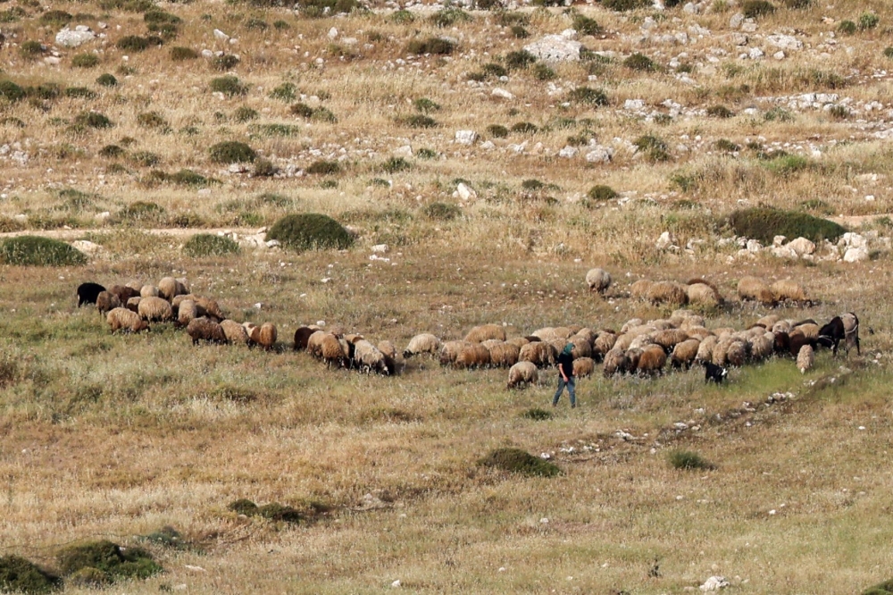 An Israeli settler wearing the traditional garb of Palestinian farmers, accompanies a flock of sheep on a hilltop near the Palestinian village of Deir Jarir, east of the occupied West Bank city of Ramallah on April 25, 2024. ― AFP pic