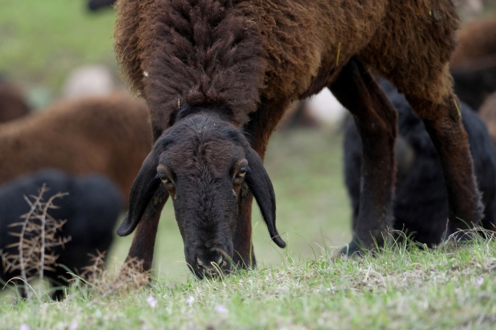Hissar sheep graze in a field near the town of Hissar, western Tajikistan March 27, 2024. — AFP pic