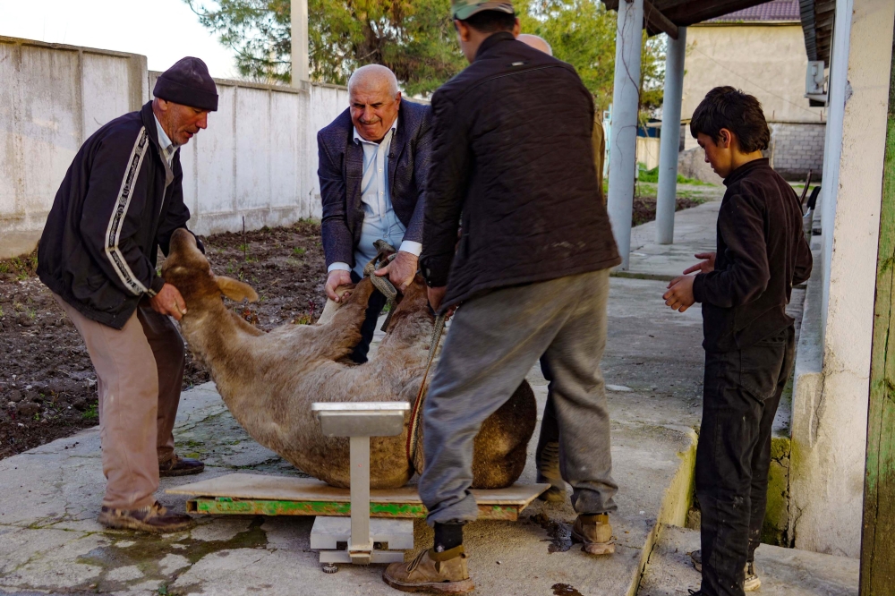 Scientist and breeder Ibrokhim Bobokalonov helps weigh a sheep named Misha at his biotech centre outside the town of Hissar, western Tajikistan March 27, 2024. — AFP pic