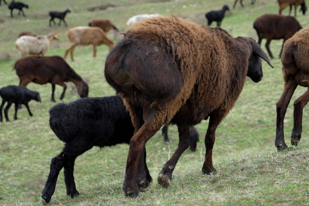 Hissar sheep graze in a field near the town of Hissar, western Tajikistan March 27, 2024. — AFP pic