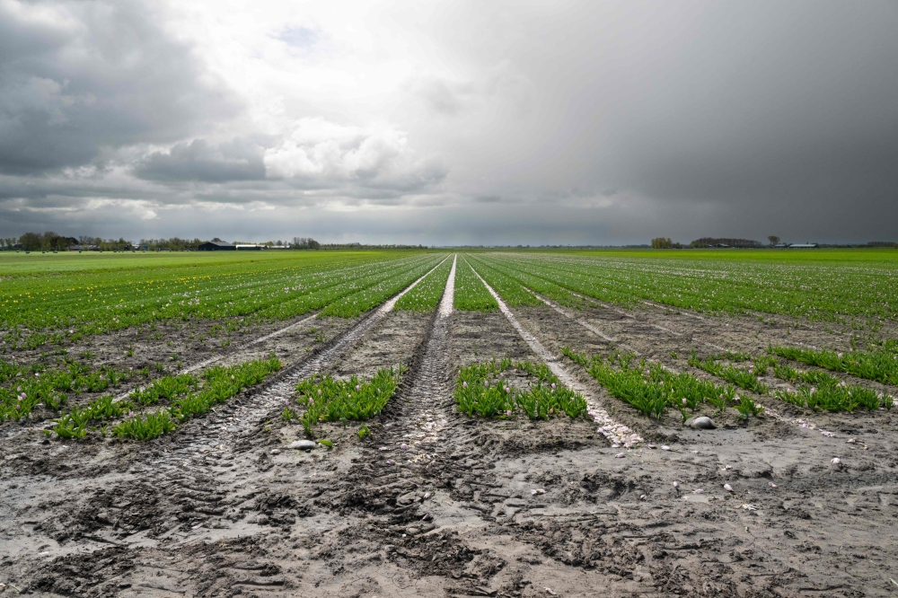 This photograph taken on April 24, 2024 in Spierdijk shows rain damage to a Smit Flowers tulip field. As the world heats up, the atmosphere contains more water vapour, meaning wetter winters, and rising temperatures mean hotter spring and summer periods in the Netherlands — a deadly combination for tulips farmers. — AFP pic