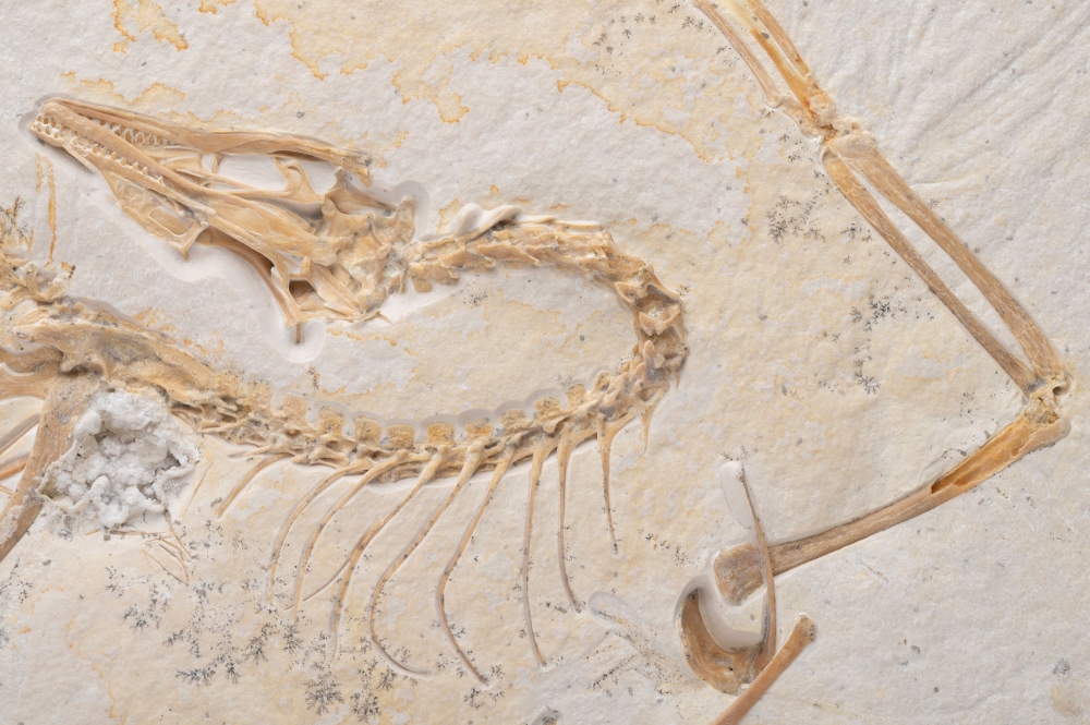 Fossilised bones of the neck, head and one wing of the ancient bird Archaeopteryx are seen at the Field Museum in Chicago in this undated handout photograph. — Picture by Delaney Drummond/Field Museum/Handout via Reuters