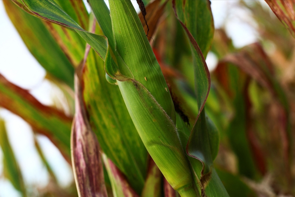Leafhoppers are seen in a corn plant on a National Institute of Agricultural Technology (INTA) experimental field, in Marcos Juarez, Cordoba, Argentina April 20, 2024. — Reuters pic  