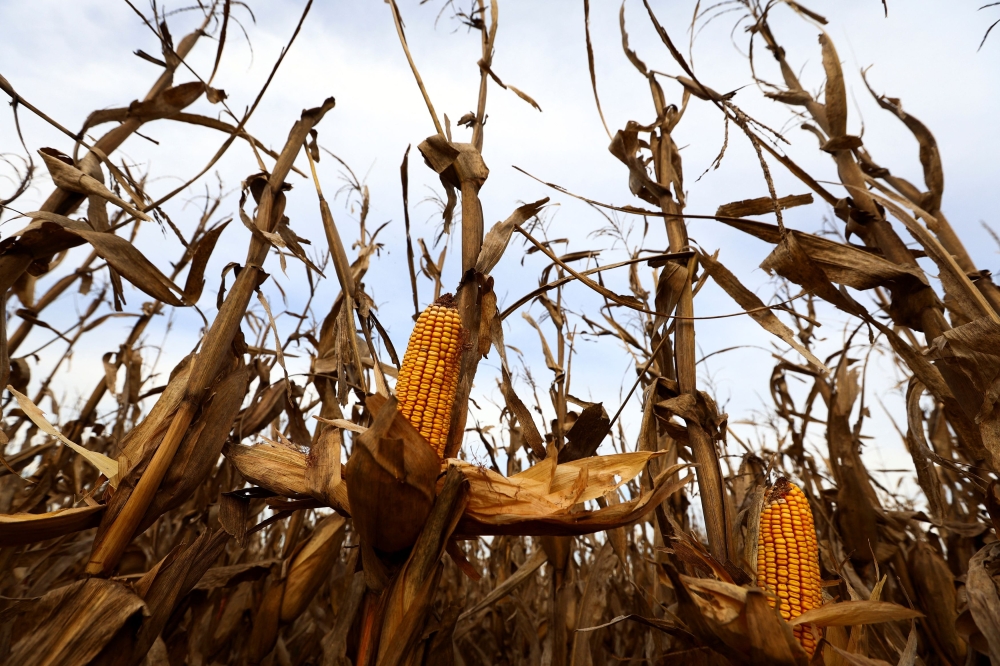 Corn plants affected by leafhoppers are pictured on a National Institute of Agricultural Technology (INTA) experimental field, in Marcos Juarez, Cordoba, Argentina April 20, 2024. — Reuters pic  