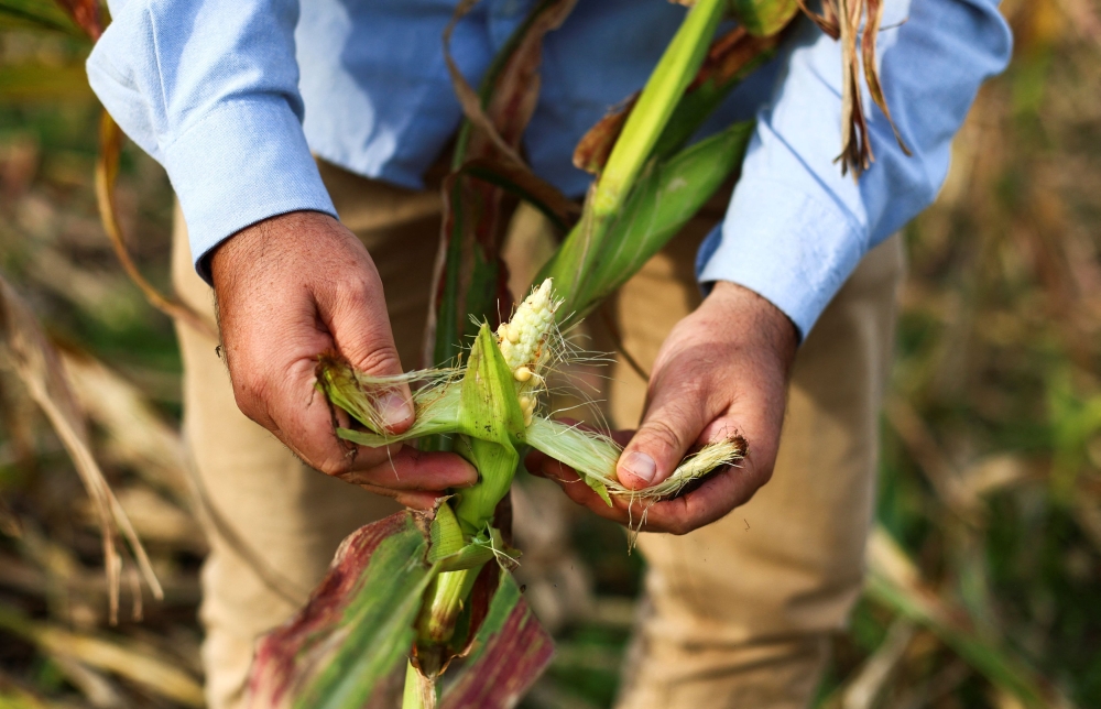 Fernando Flores, entomologist at the National Institute of Agricultural Technology (INTA), checks corn affected by leafhoppers on an INTA'S experimental field, in Marcos Juarez, Cordoba, Argentina April 20, 2024.  — Reuters pic  