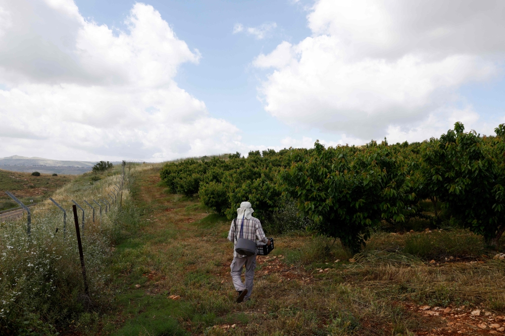 A worker harvest cherries in an orchard in northern Israeli. — AFP pic