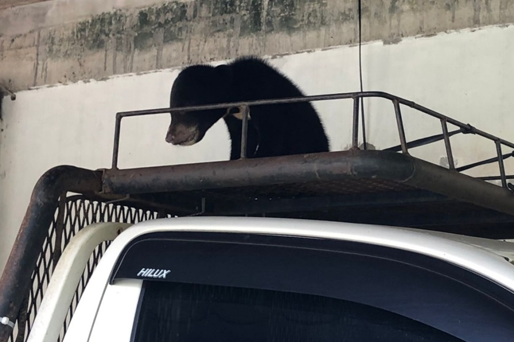 The sun bear cub on the roof rack of the 4WD. — The Borneo Post pic