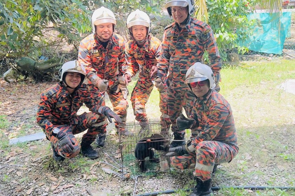 Bomba personnel with the captured sun bear cub. — The Borneo Post pic