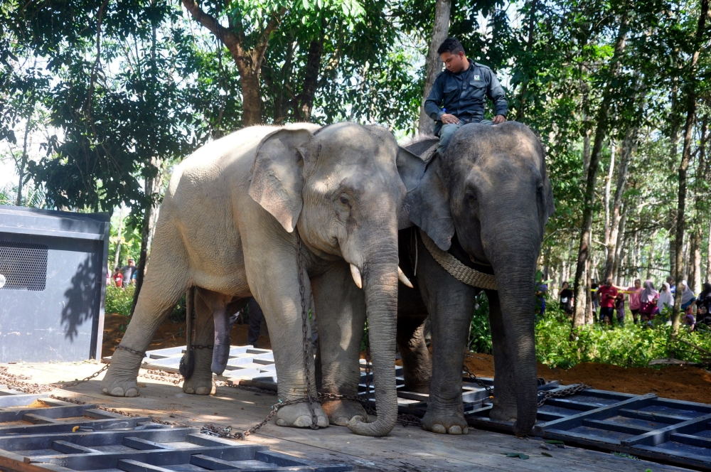 An operation to move wild elephants in Kampung Pak Sik, Keruak, Hulu Besut, May 11, 2024. — Bernama pic