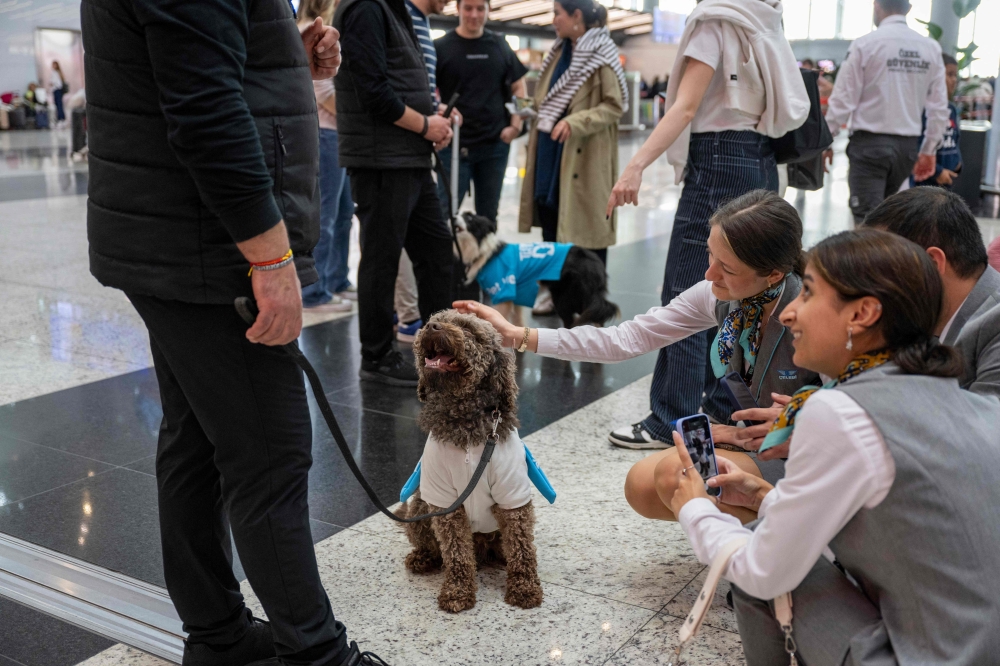 Travellers pet a therapy dog providing solace to stressed travellers before they board their flight at the Istanbul Airport, in Istanbul, on May 3, 2024. — AFP pic