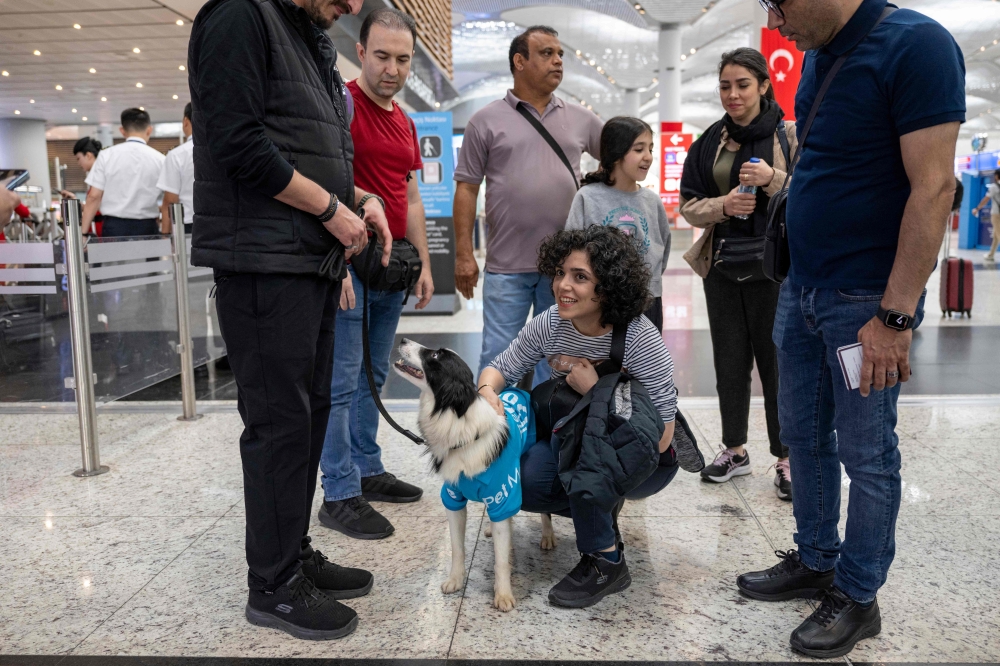 A traveller pets a therapy dog providing solace to stressed travellers before they board their flight at the Istanbul Airport, in Istanbul, on May 3, 2024. — AFP pic