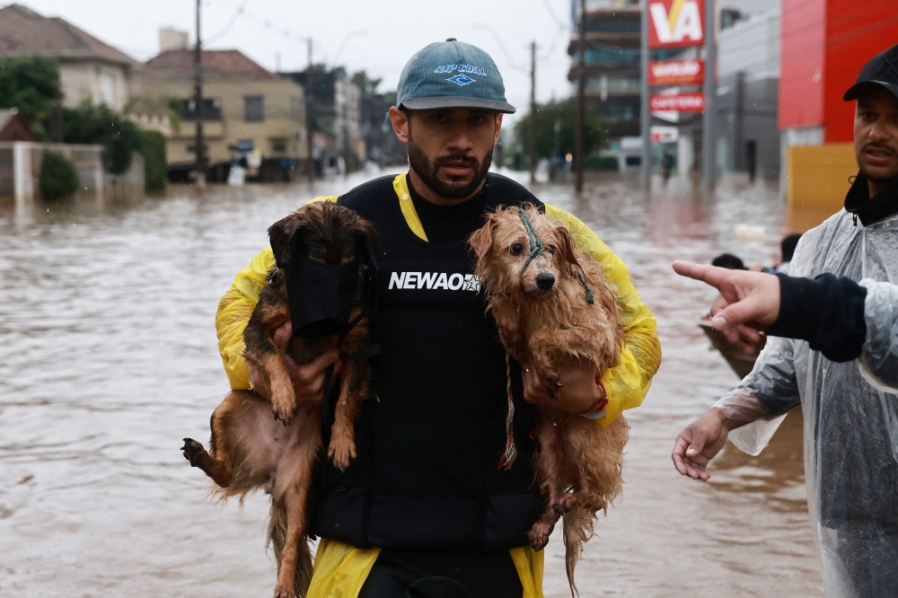 Volunteers were taking pets to shelters, with veterinarians treating those with medical needs. — Reuters pic