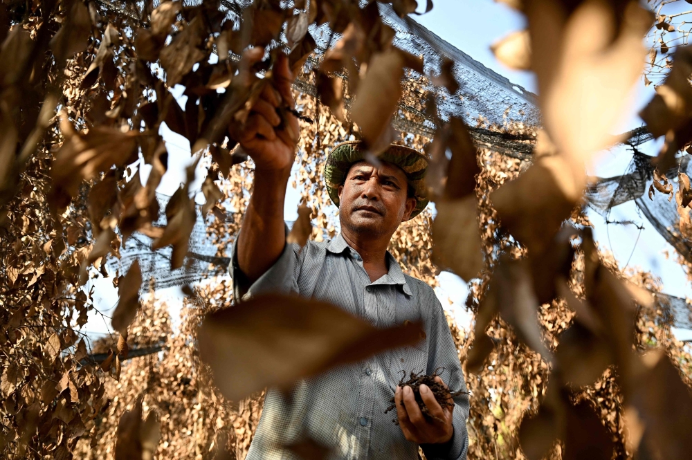 Cambodian farmer Chhim Laem picking peppercorn from dead pepper plants at his farm in Kampot province. — AFP pic