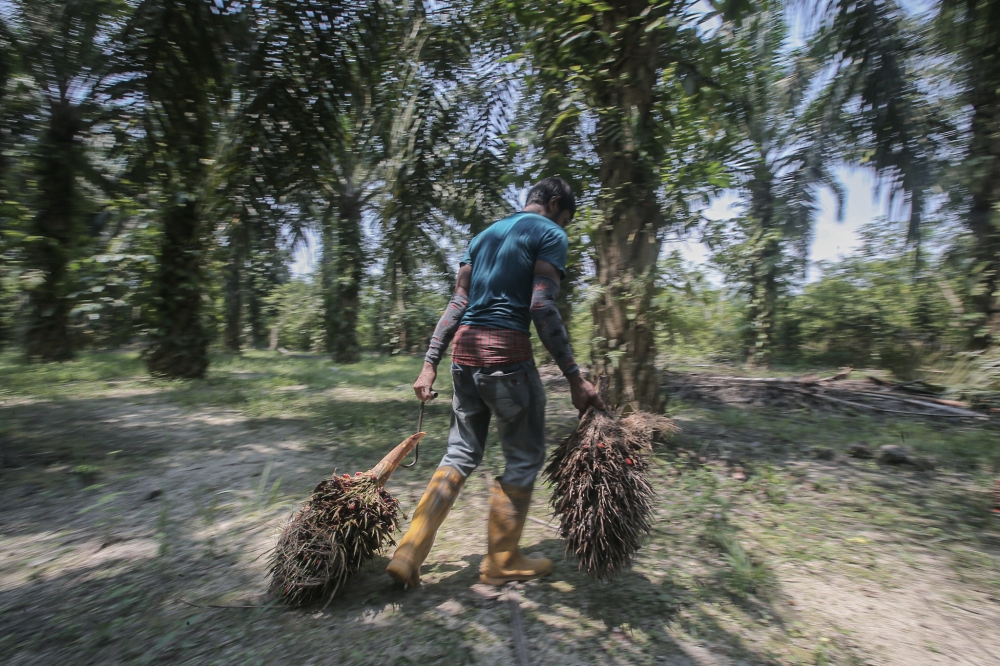 Analysts expect the crude palm oil (CPO) stockpile to increase in the coming months, potentially exerting downward pressure on prices. — Picture by Farhan Najib