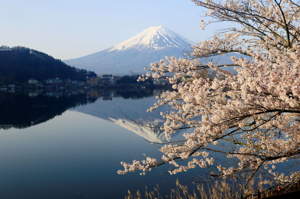 General view of cherry blossom trees with Mount Fuji in the background at Lake Kawaguchiko, Fujikawaguchiko, Japan, April 14, 2024. — Reuters pic