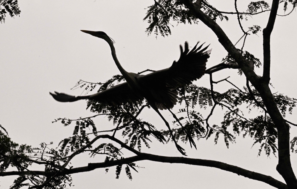 A bird is seen in the protected Amazon rainforest of Cuyabeno, Ecuador March 26, 2024. — AFP pic