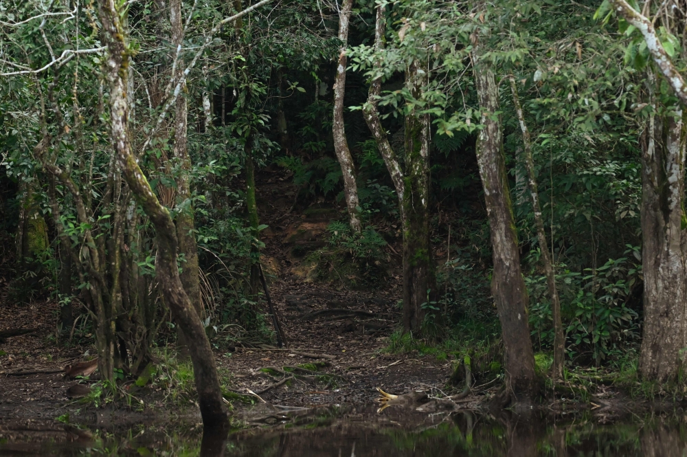 The Palma Roja trail is seen in the protected Amazon rainforest of Cuyabeno, Ecuador March 28, 2024. — AFP pic