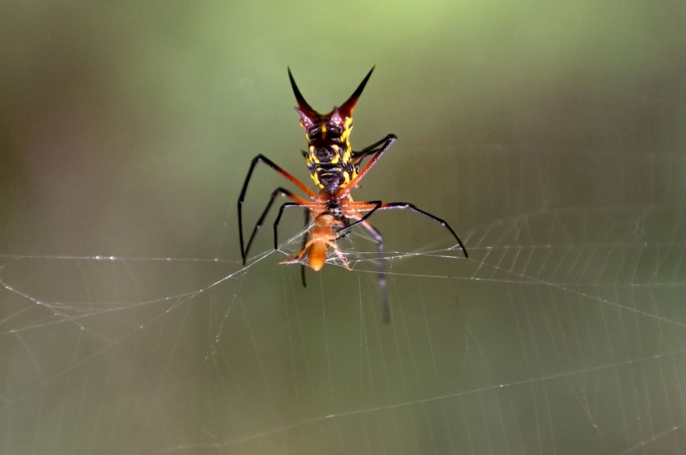 A spider is seen in the protected Amazon rainforest of Cuyabeno, Ecuador, on March 27, 2024. — AFP pic