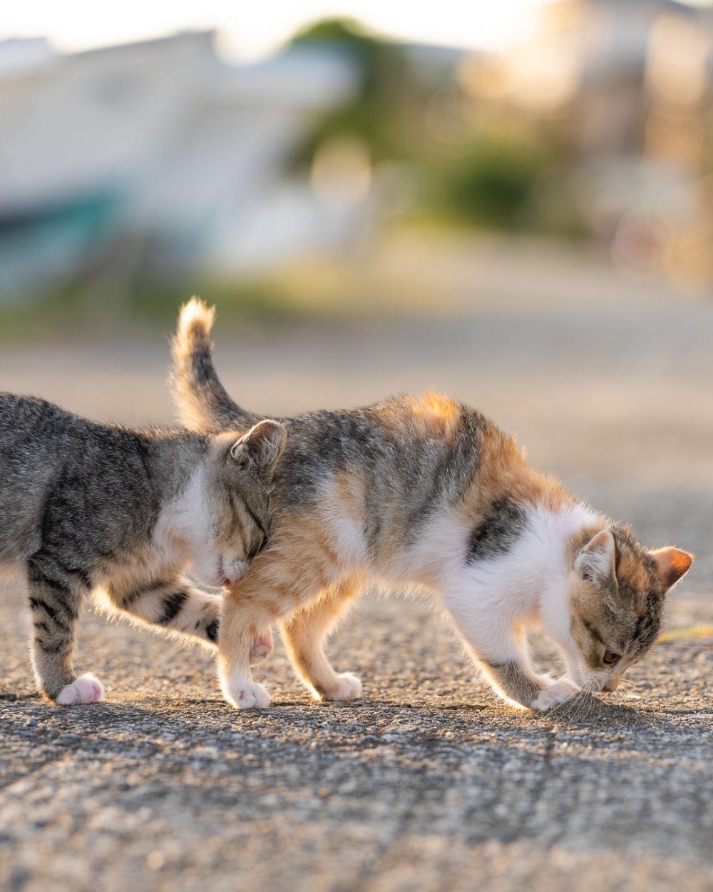 One cat’s curiosity led another to bump right into it on a street in Japan. — Picture by Tomoaki Tanto/The Comedy Pet Photo Awards 2024
