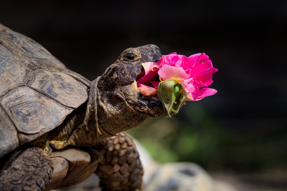 Edgar the tortoise loves feasting on flowers. Her favourites are dandelions for springs, snapdragons for summer and the Gertrude Jekyrll rose that she ate during autumn last September. — Picture by Jonathan Casey/The Comedy Pet Photo Awards 2024