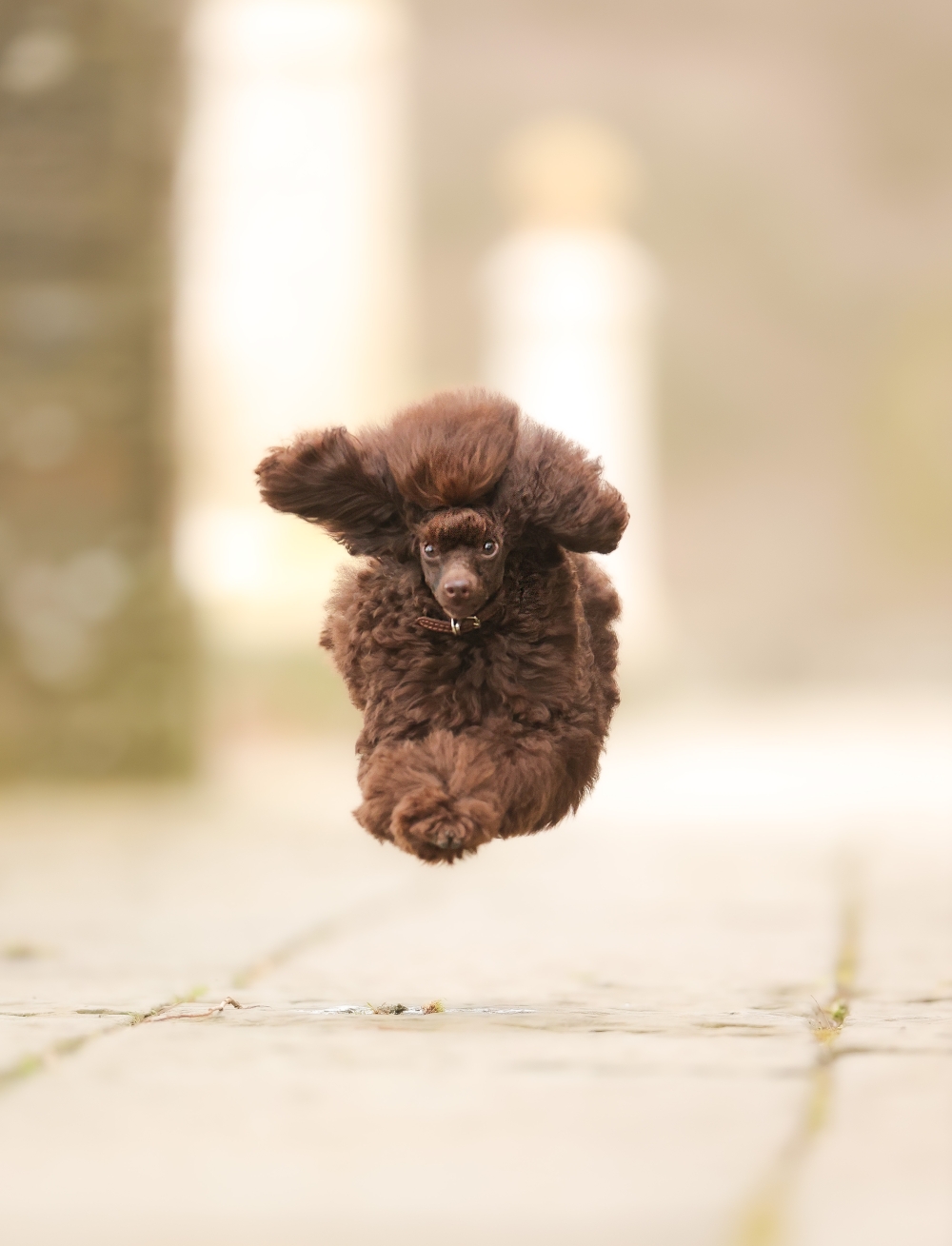 This poodle in Ireland almost seems to be flying.— Picture by Julie Smith/The Comedy Pet Photo Awards 2024