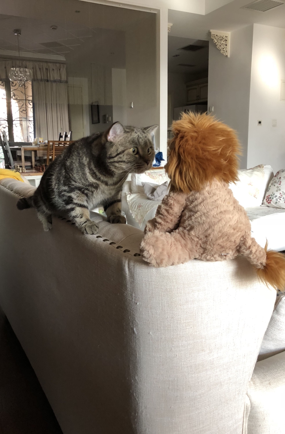 This cat is utterly confused by this toy lion. — Picture by Silvia Jiang/The Comedy Pet Photo Awards 2024