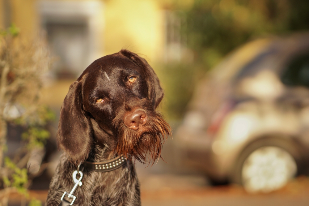 This grumpy dog at a town in Hungary wasn’t really pleased to pose for the picture. — Picture taken by Anna Petro/The Comedy Pet Photo Awards 2024