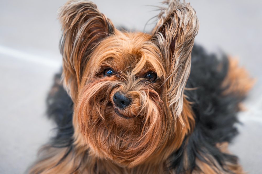 Meet Nick Barry, a five-year-old Yorkshire terrier, who has a special talent for hilarious expressions, even when he is not smiling. — Picture by Luiza Ribeiro/The Comedy Pet Photo Awards 2024