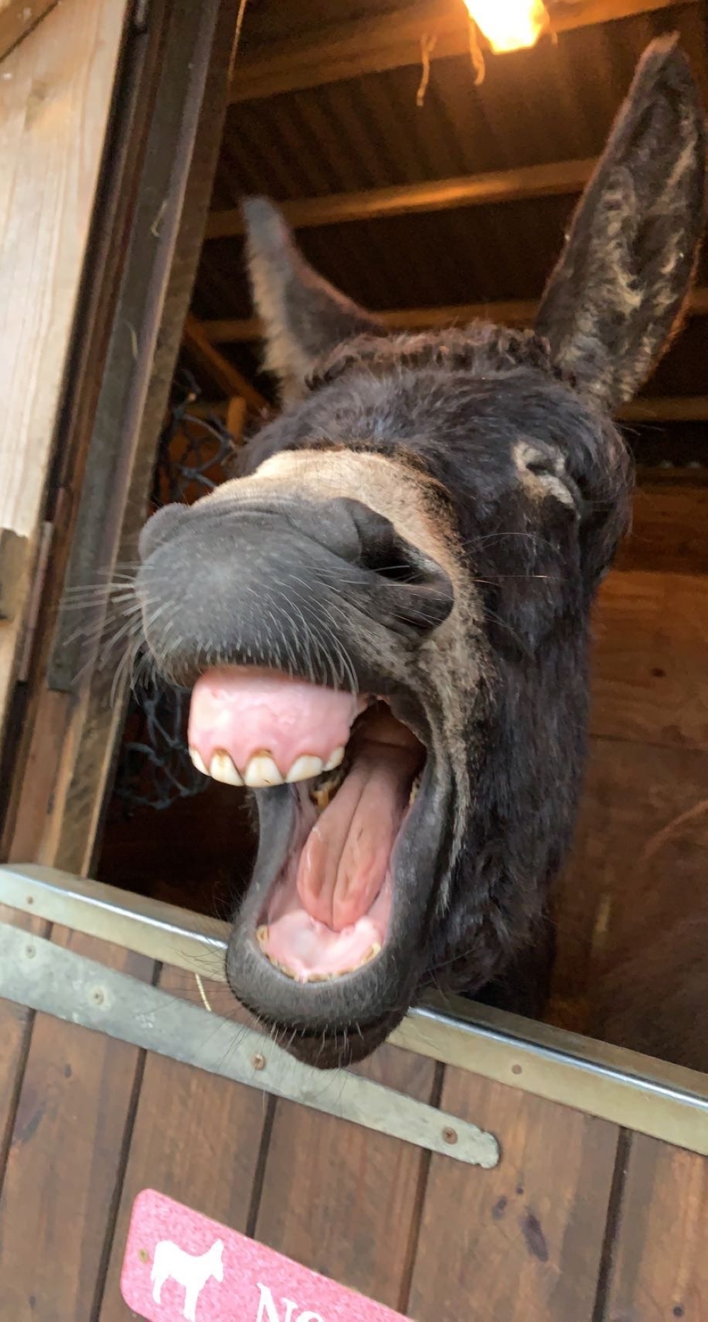 Benji the donkey wants an afternoon nap after all the hard work in the morning. — Picture by Charlotte Kitchen/The Comedy Pet Photo Awards 2024