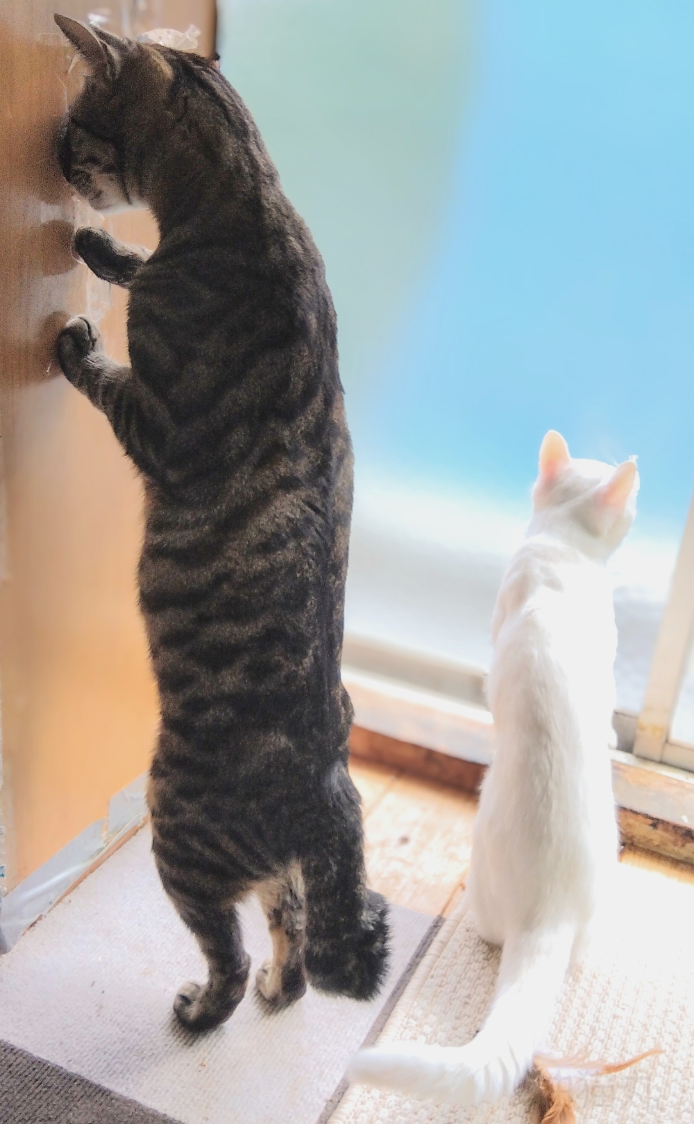 One cat keeps watch while the other peeks into a hole in the wall in what appears to be a high-stakes espionage game. — Picture by Yasuda Aburanekomaru/The Comedy Pet Photo Awards 2024