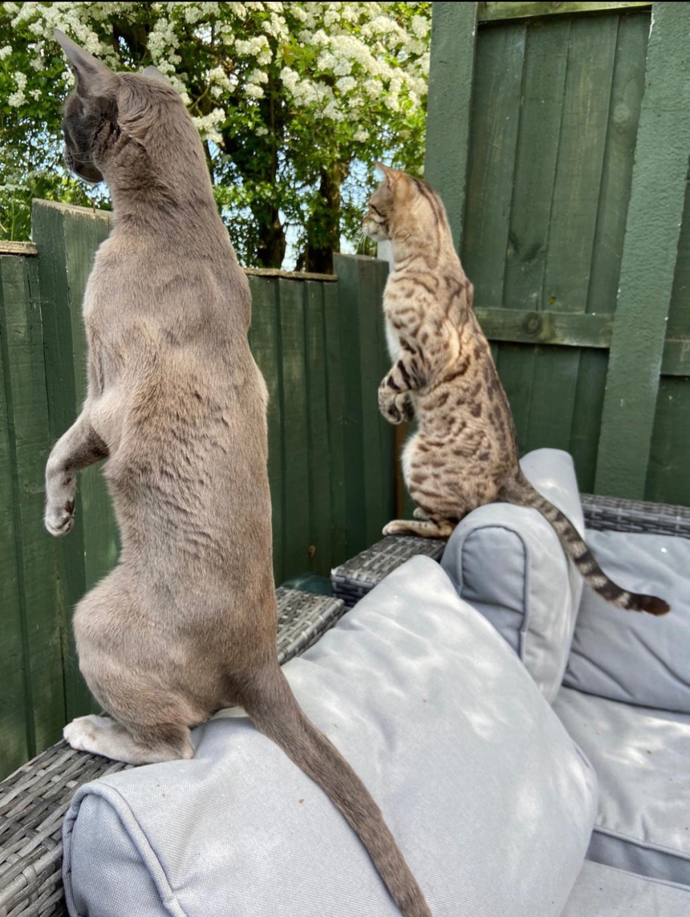 Two cats spying on their neighbours to catch those breaking the rules during the Covid-19 lockdown in the United Kingdom. — Picture by Emma Beardsmore/The Comedy Pet Photo Awards 2024
