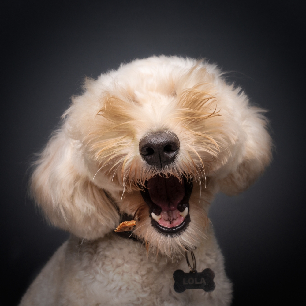 Another peek-a-boo act by a goldendoodle in Singapore. — Picture by Bernard Sim/The Comedy Pet Photo Awards 2024