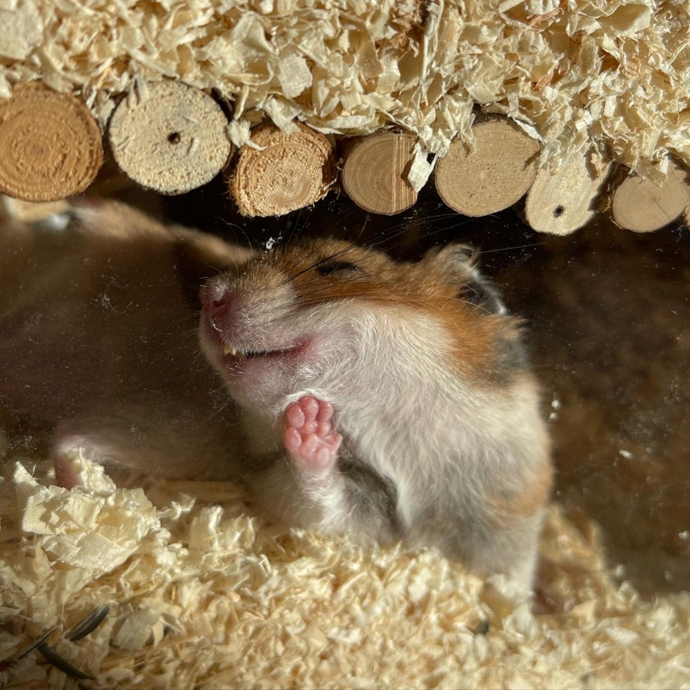 Freddie the hamster just loved the sun. The gold hamster died recently and this picture is his owner’s last tribute to him. — Picture by Alina Vogel/The Comedy Pet Photo Awards 2024