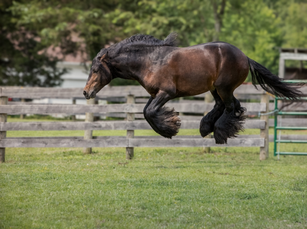 This beautiful and athletic gelding loves to try to fly off the ground! This is one of the series of leaps he performs. — Picture by Debby Thomas/The Comedy Pet Photo Awards 2024