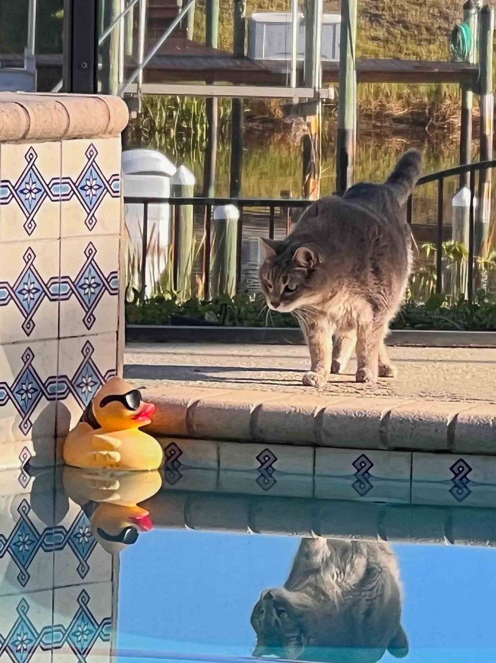 Grey the cat makes friends with a toy duck at a pool in Florida, United States. — Picture by Diann C. Johnson/The Comedy Pet Photo Awards 2024