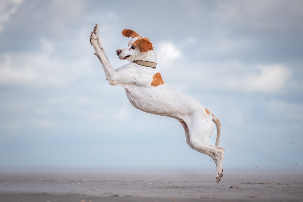 Pepper, a pointer dog, making an elegant jump in Germany. — Picture by Vera Faupel/The Comedy Pet Photo Awards 2024