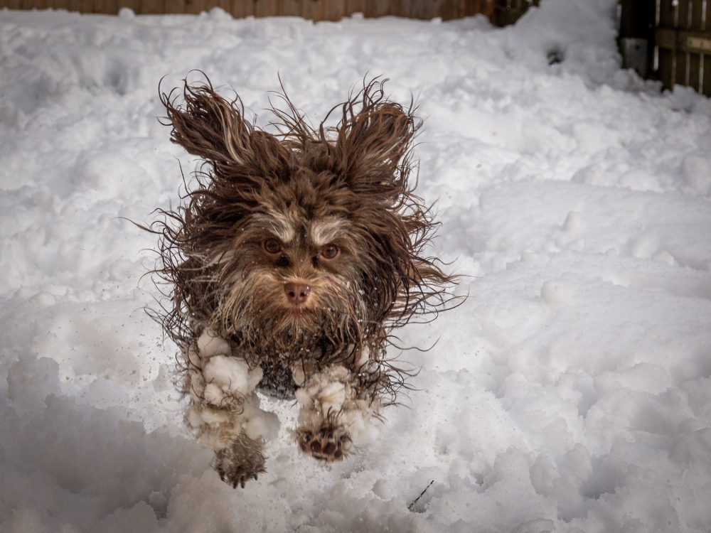 This bolonka zwetna dog loves the snow, but not so much about ice crystals forming on his paws. — Picture by Tammo Zelle/The Comedy Pet Photo Awards 2024