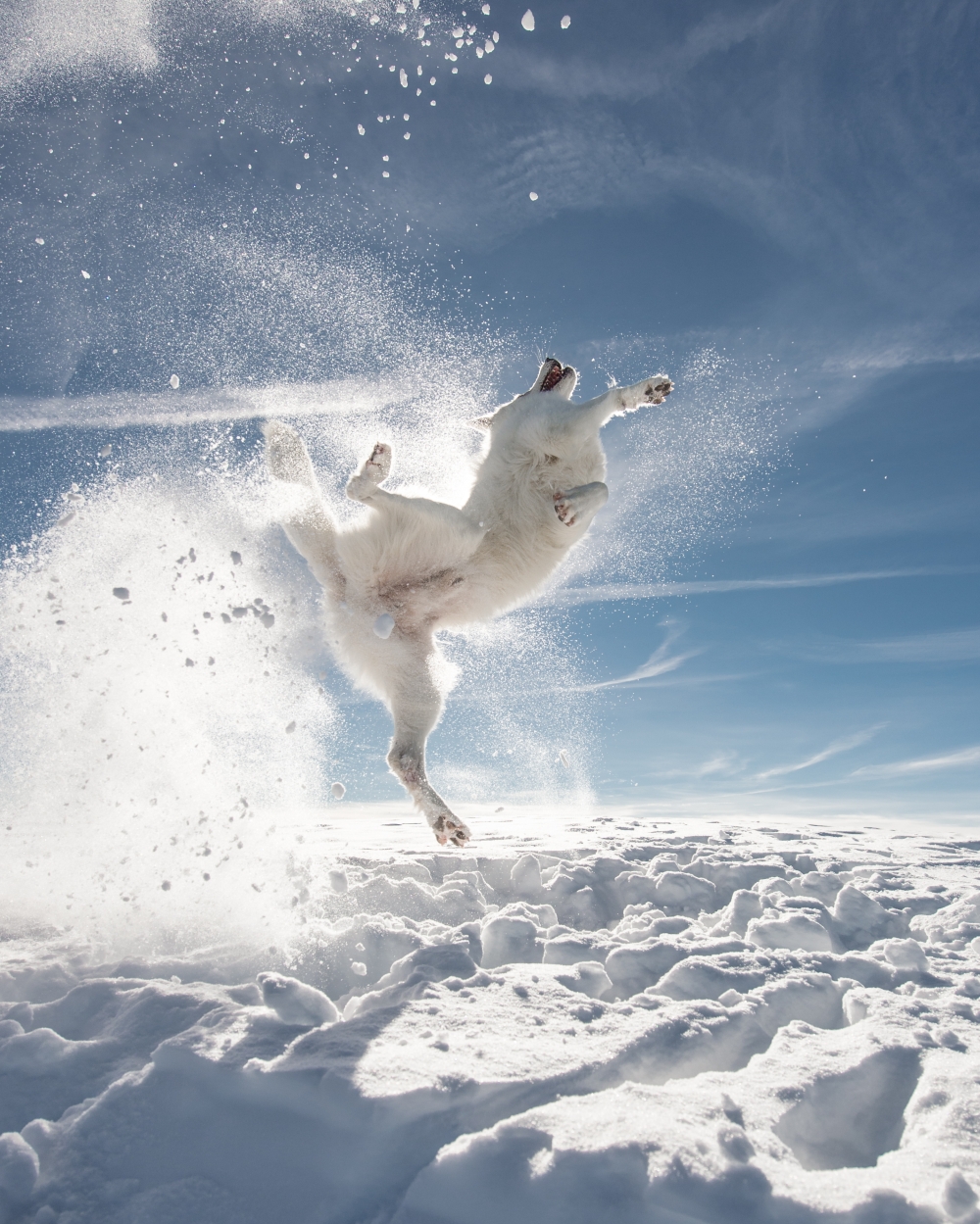 This White Swiss Shepherd Dog is in full combat mode as it leaps with enthusiasm,  chasing snowballs thrown by its owner in Toggenburg, Switzerland. — Picture by Sylvia Michel/The Comedy Pet Photo Awards 2024