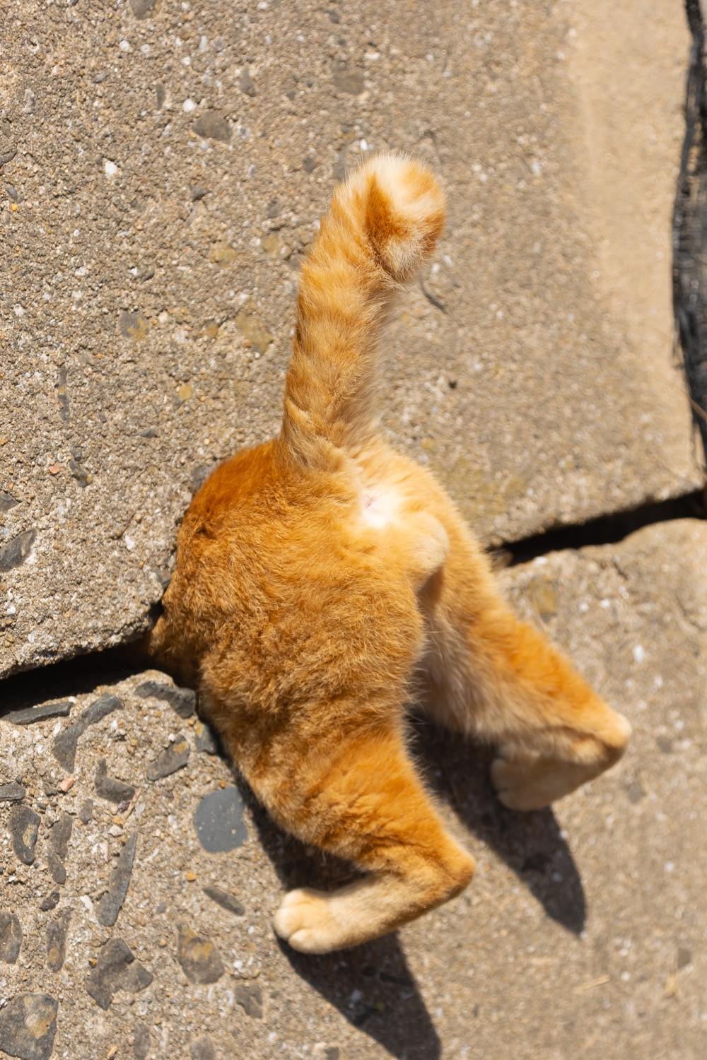 In a stunt gone wrong, this curious cat in Japan found itself stuck while exploring a crack in the wall. — Picture by Kenichi Morinaga/The Comedy Pet Photo Awards 2024